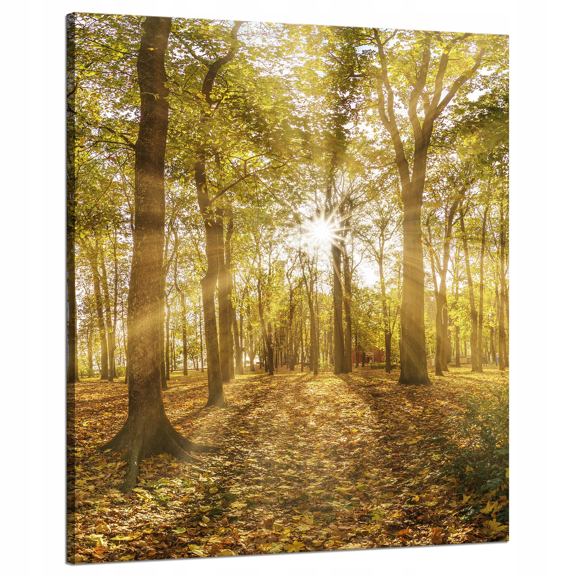 Obraz na plátně Slunce mezi stromy v lese 80x100 cm