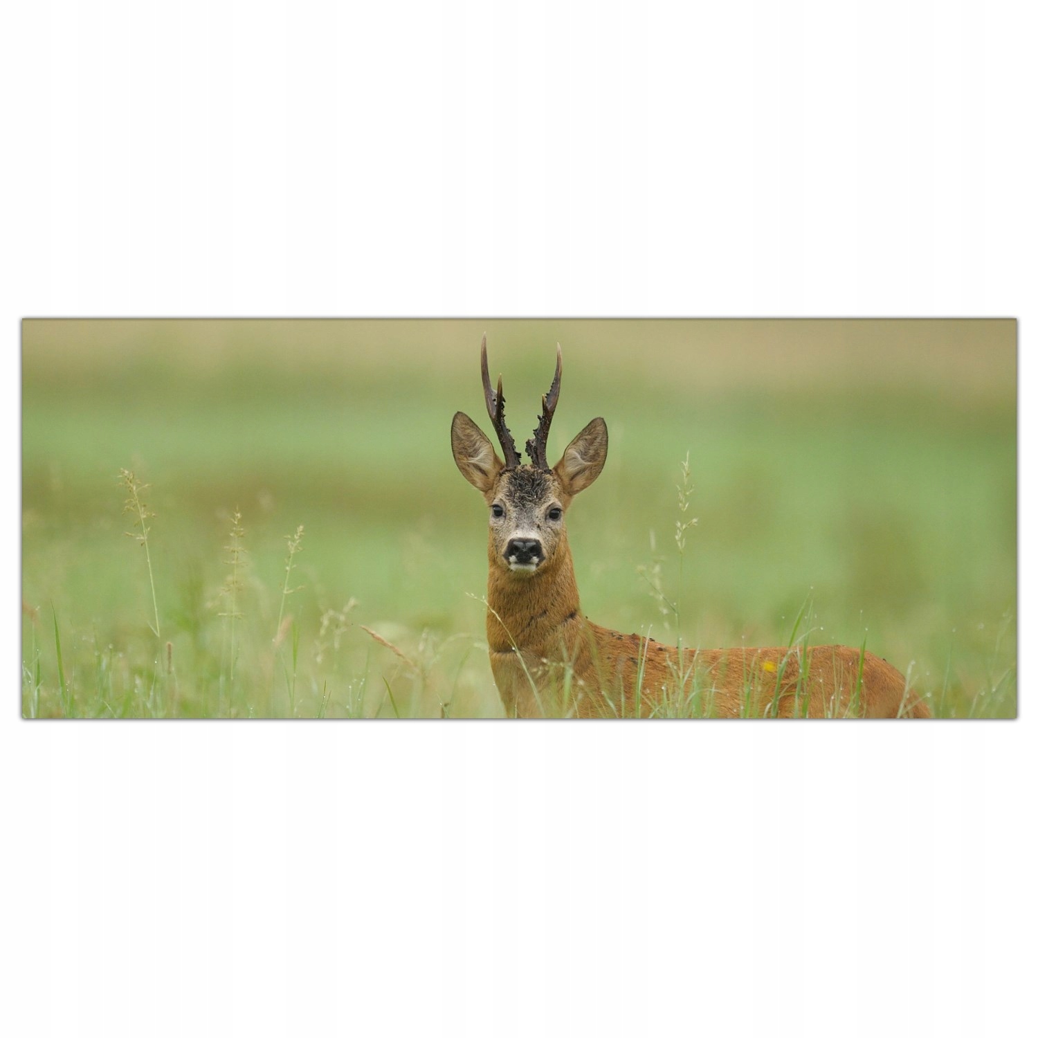 

Hartowany Obraz Szklany Jeleń Pole Zwierzę 125x50