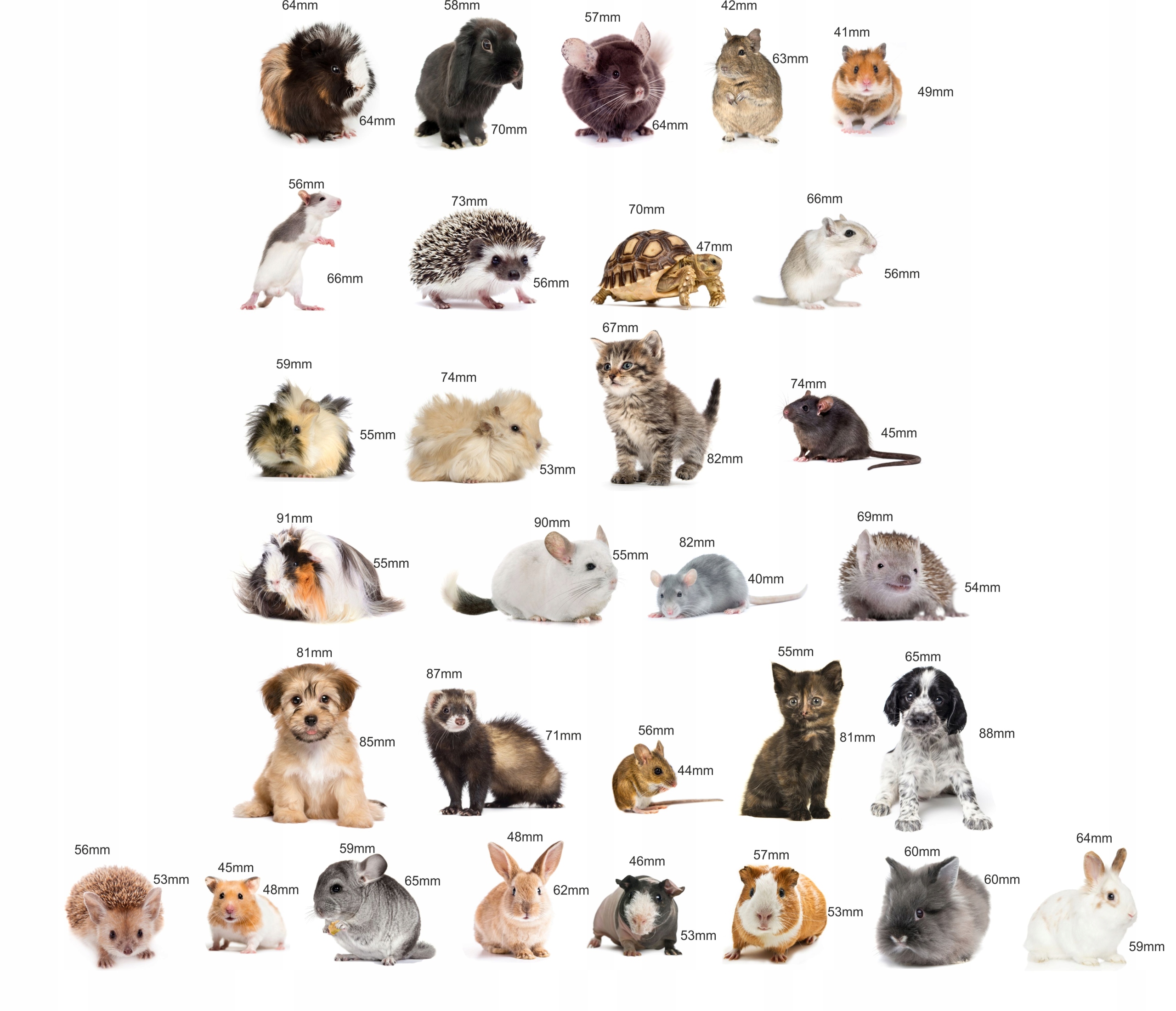 Magnesy na lodówkę poznaję ZWIERZĘTA DOMOWE TEKTURA Płeć chłopcy dziewczynki