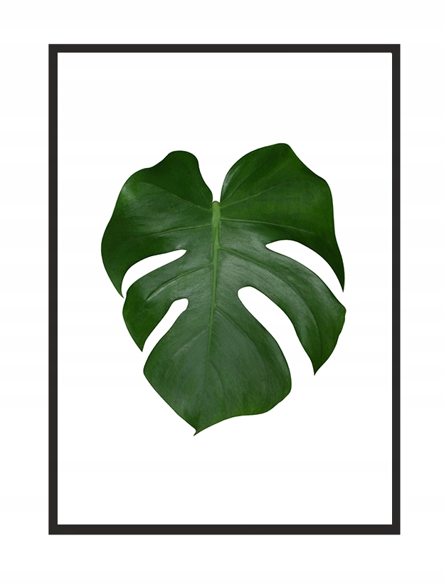 

Obraz Plakat W Ramie 73x53 cm Liść 2 P570
