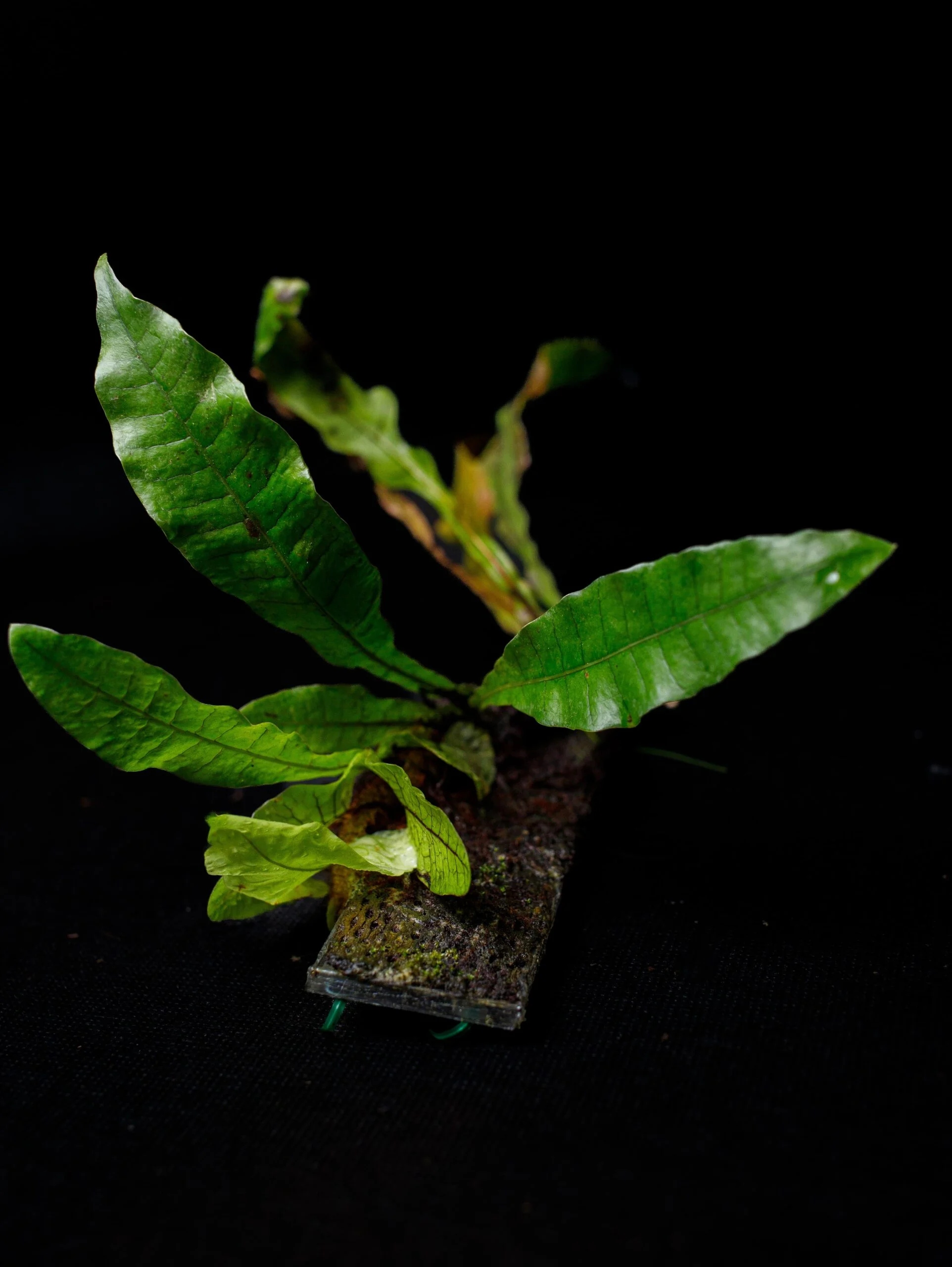 Levně Drynaria bonii Christ