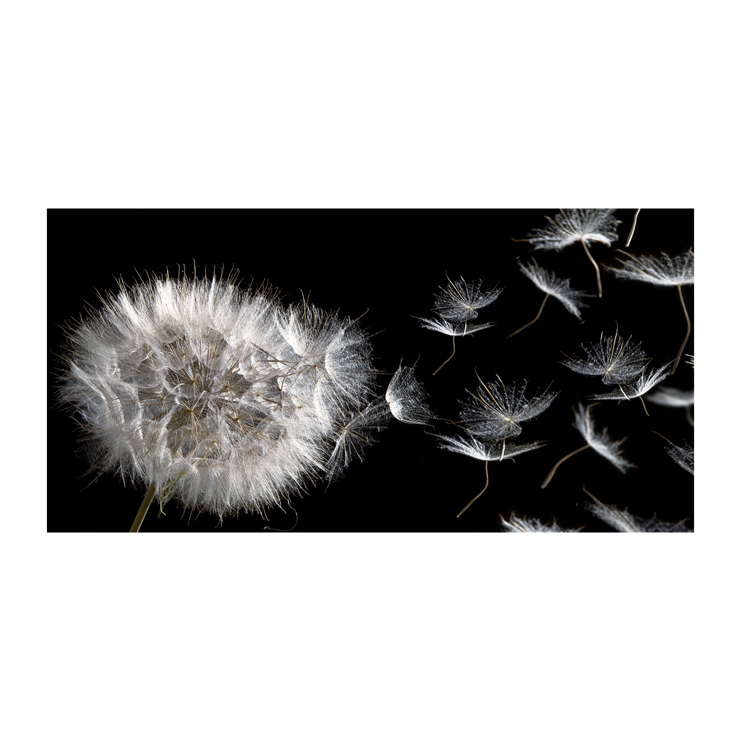 

Foto-obraz akrylowy Dmuchawiec zdjęcie 140x70 cm