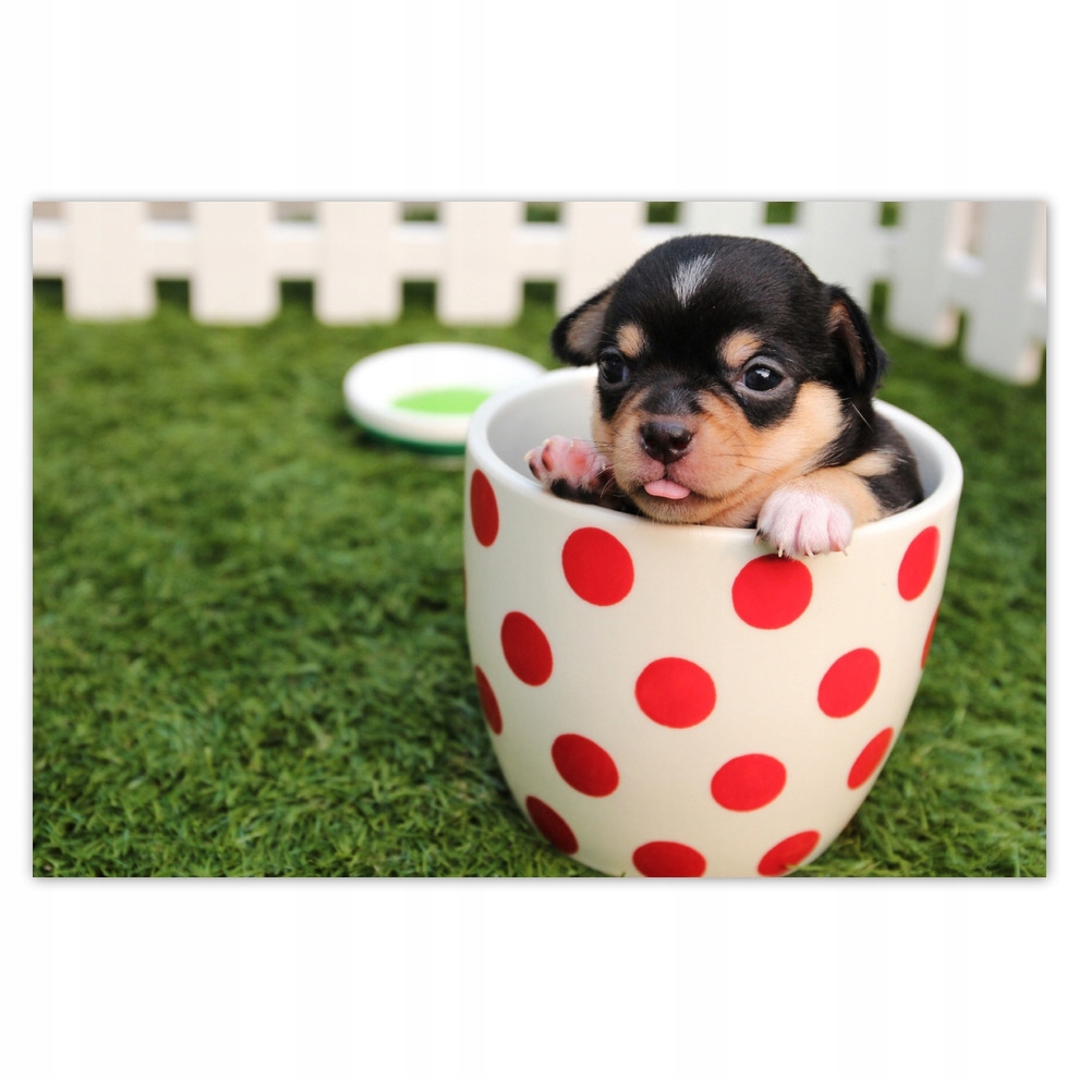 

Plakaty 93x62 Słodziak