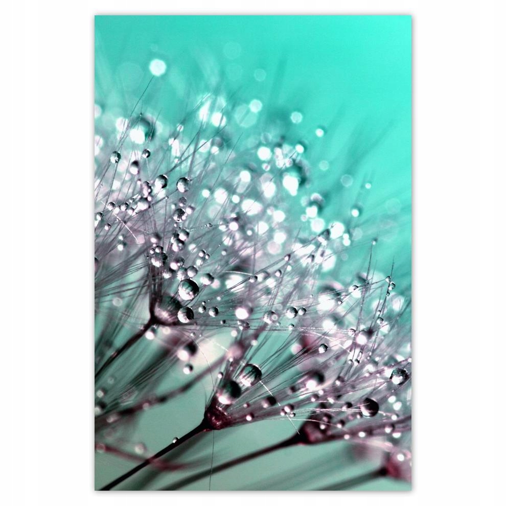 

Plakaty 40x60 Krople rosy Dmuchawiec