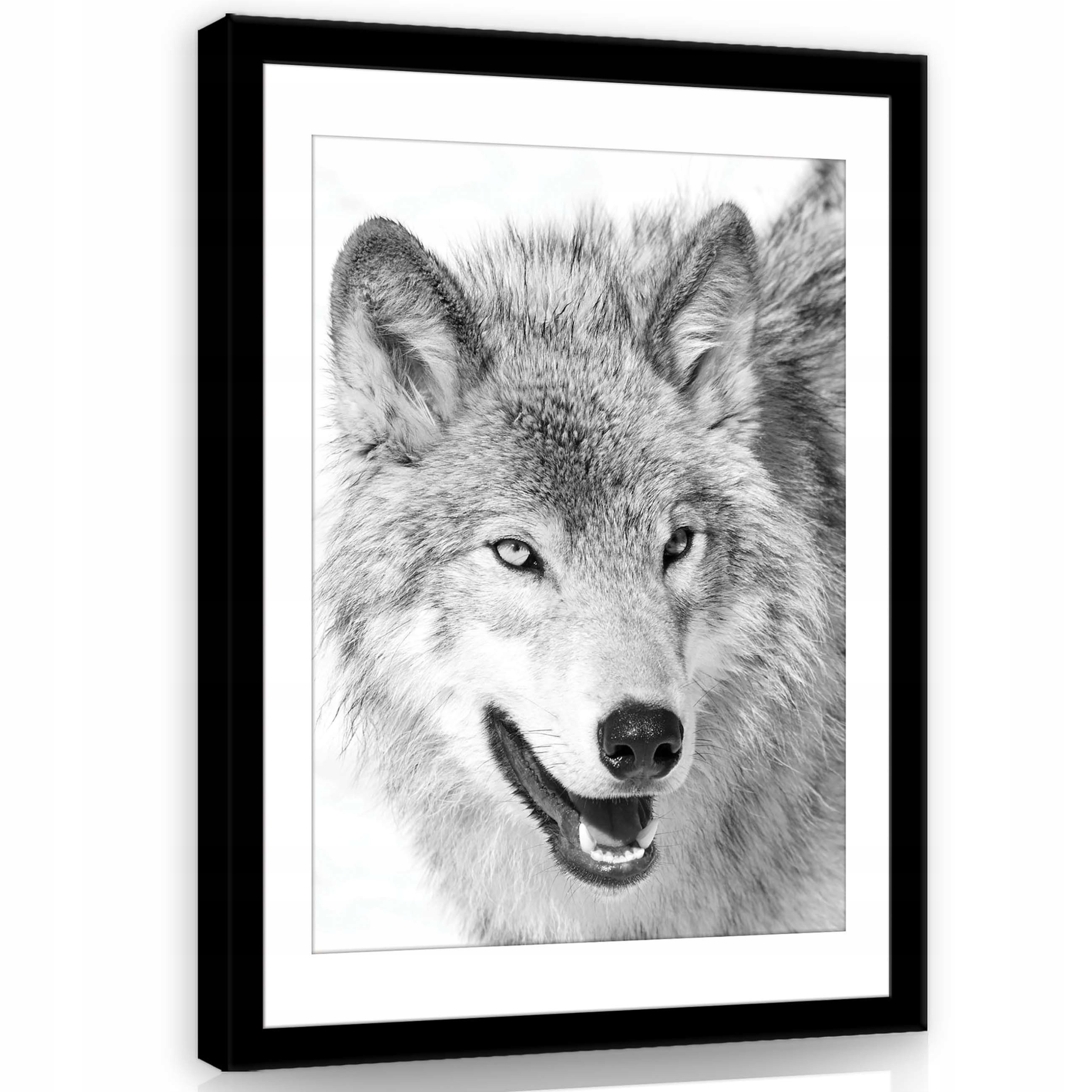 Obraz 75x100 Vlk portrét černobílý přiblížení příroda pohled srst