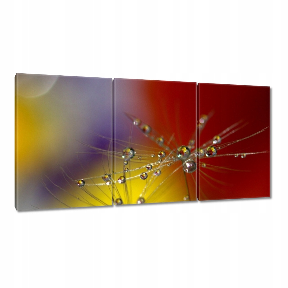 

Obrazy 120x60 Dmuchawiec Kwiat Kwiatki