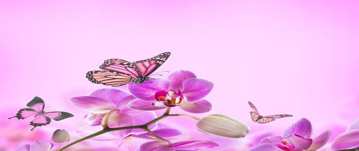 

Tapeta flizelinowa Orchidea Motyl 250x104