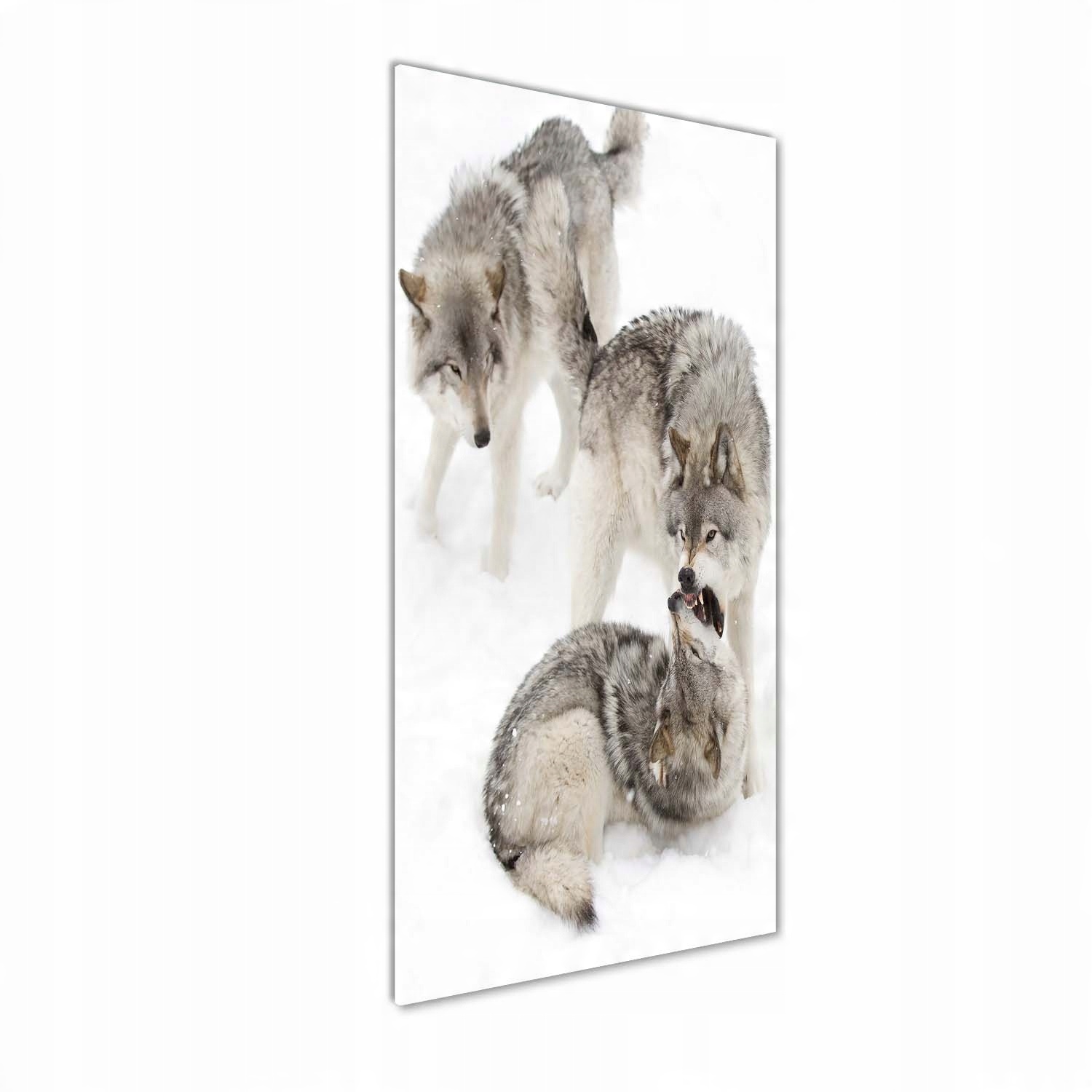 

Foto obraz szkło hartowane Szare wilki 50x125 cm