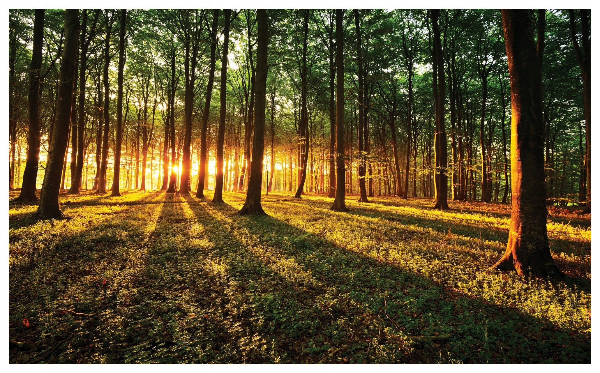 Fototapeta Sluneční Zlatý Zelený les vinylová 208x146 lepidlo