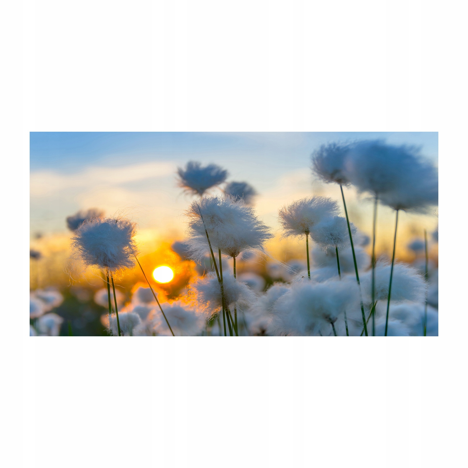 

Foto obraz akryl nowoczesny Wełnianka 120X60 cm