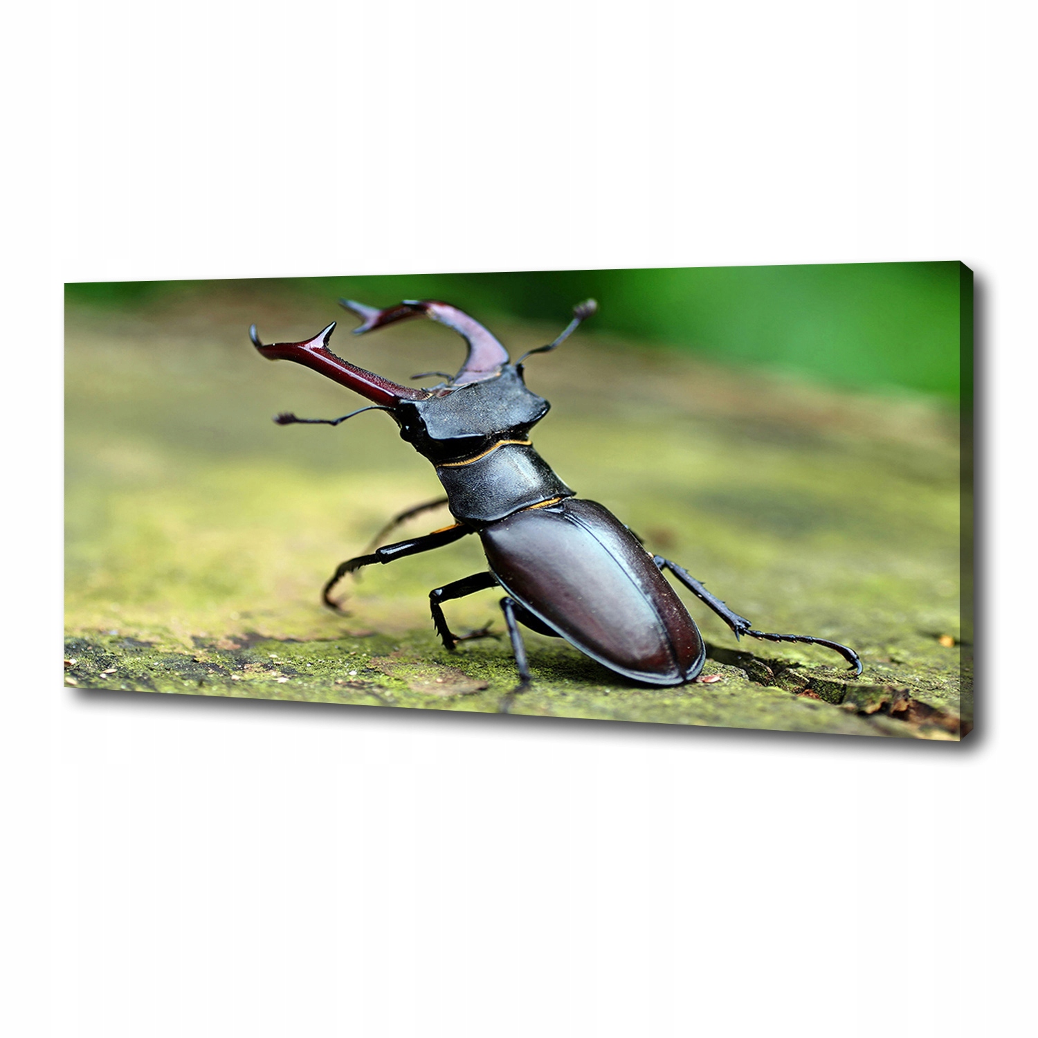 

Foto obraz canvas na ścianę Chrząszcz 125x50 cm