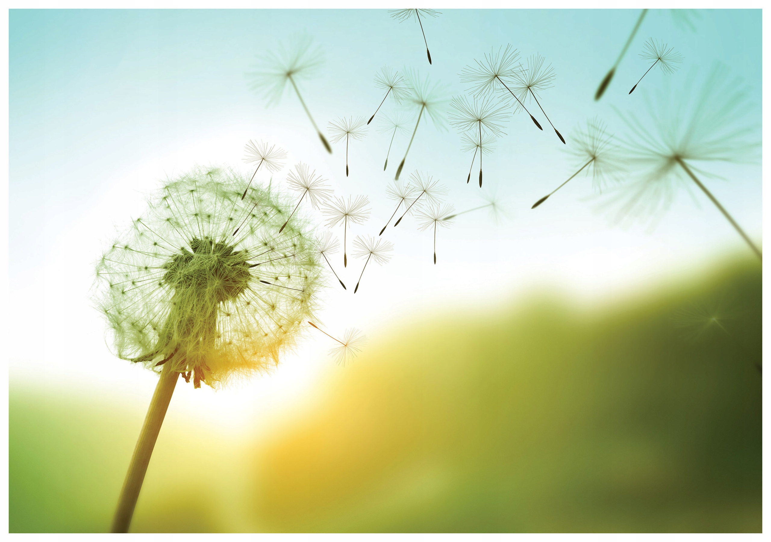 Fototapeta Dmychadlo lehkost jara do ložnice dítěte 416x254 lepidlo