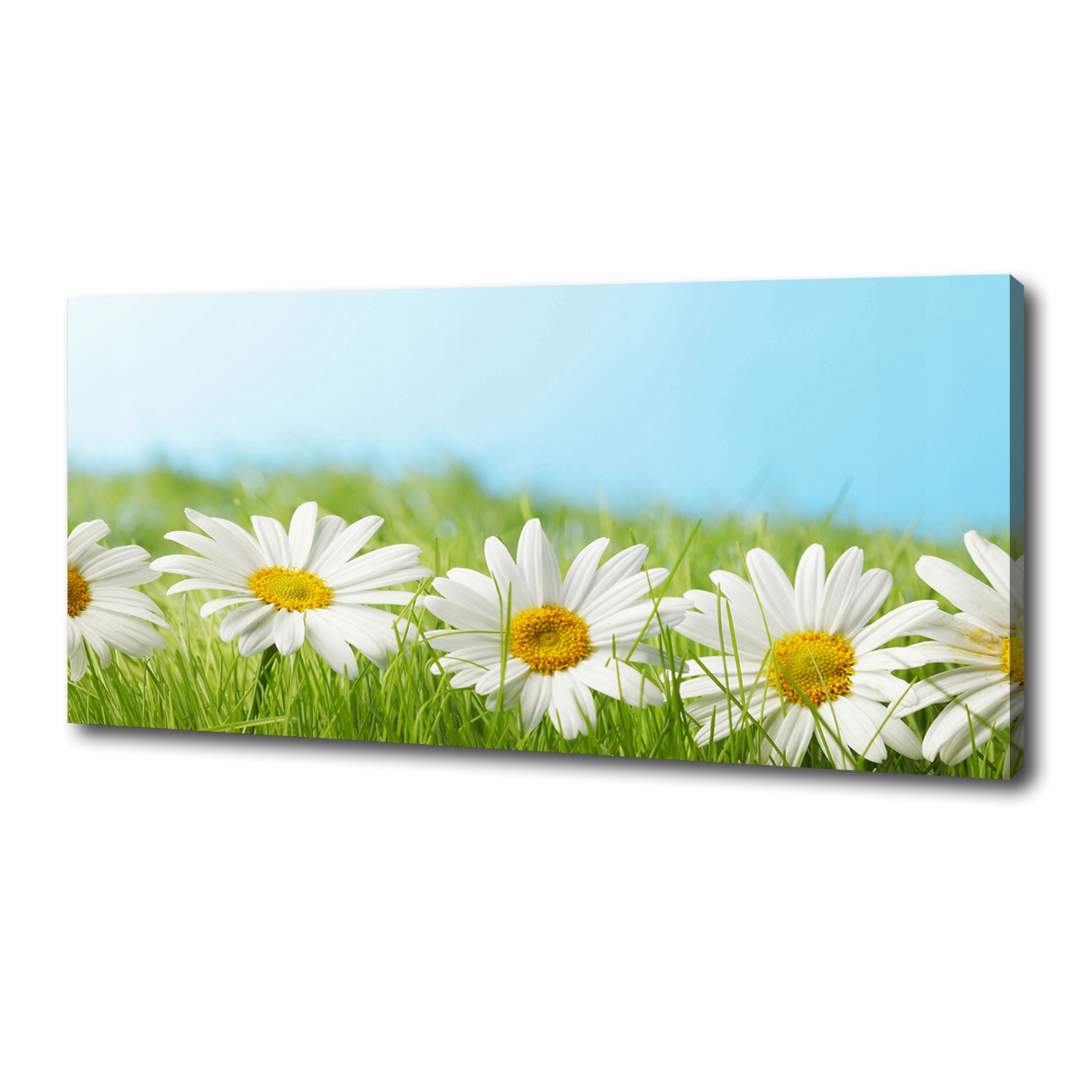 

Foto obraz canvas na ścianę Stokrotki 125x50 cm
