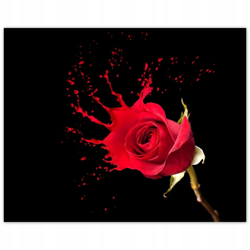 

Plakat 50x40 Rozpryskująca się róża