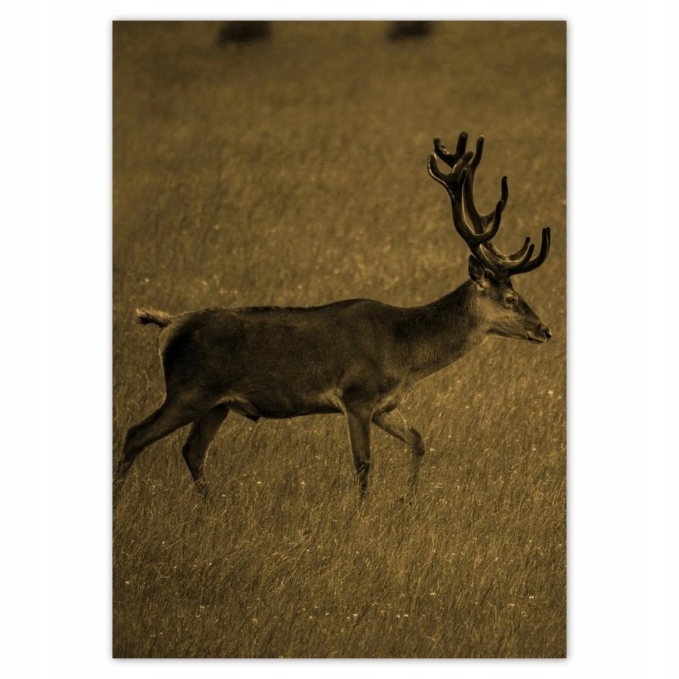 

Naklejki 50x70 Jeleń