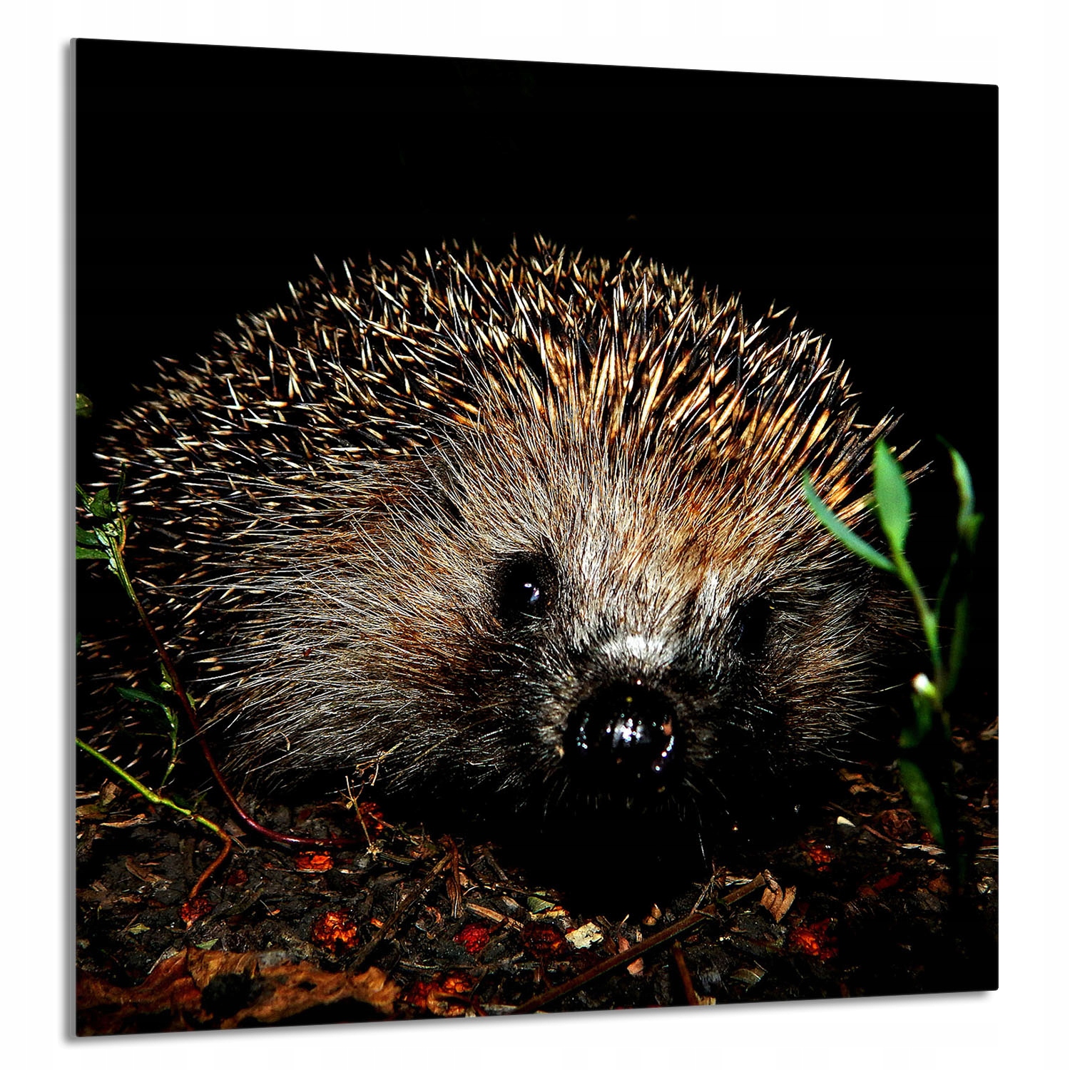 Skleněný Panel Do Kuchyně 60x65 Ježek Tvrzené Sklo