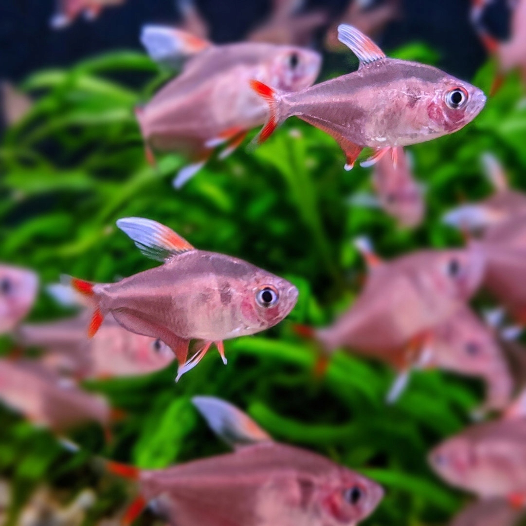 Bystrzyk ozdobny WHITE FIN - Hyphessobrycon ornatus