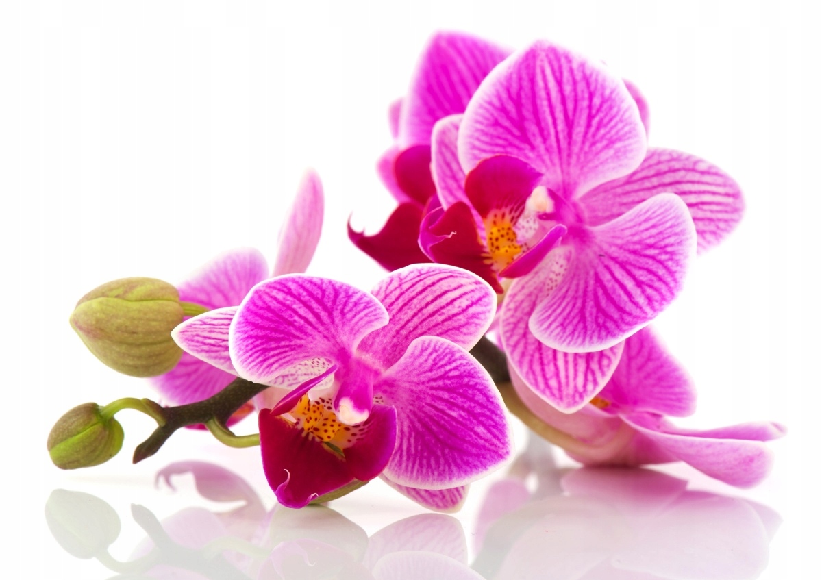 

Fototapeta Flizelinowa Kwiaty orchidei 312x219