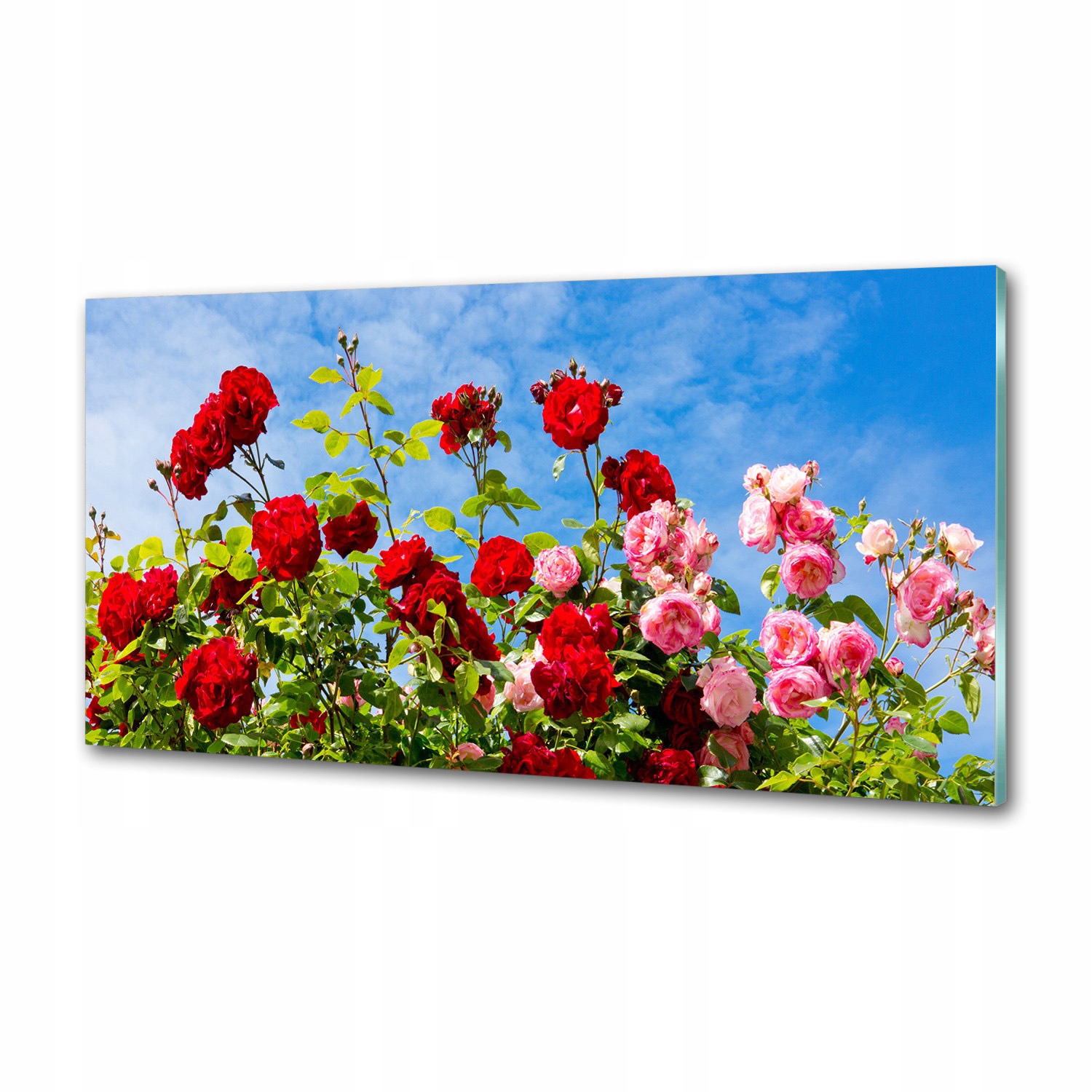 Panel dekor sklo Divoké ruže 100x50 cm Lepidlo