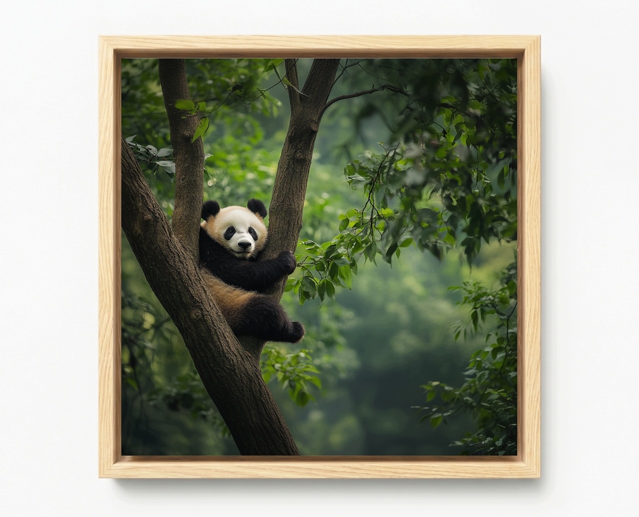 Obraz Rám American Box Zviera Príroda Medveď Panda Strom 60x60