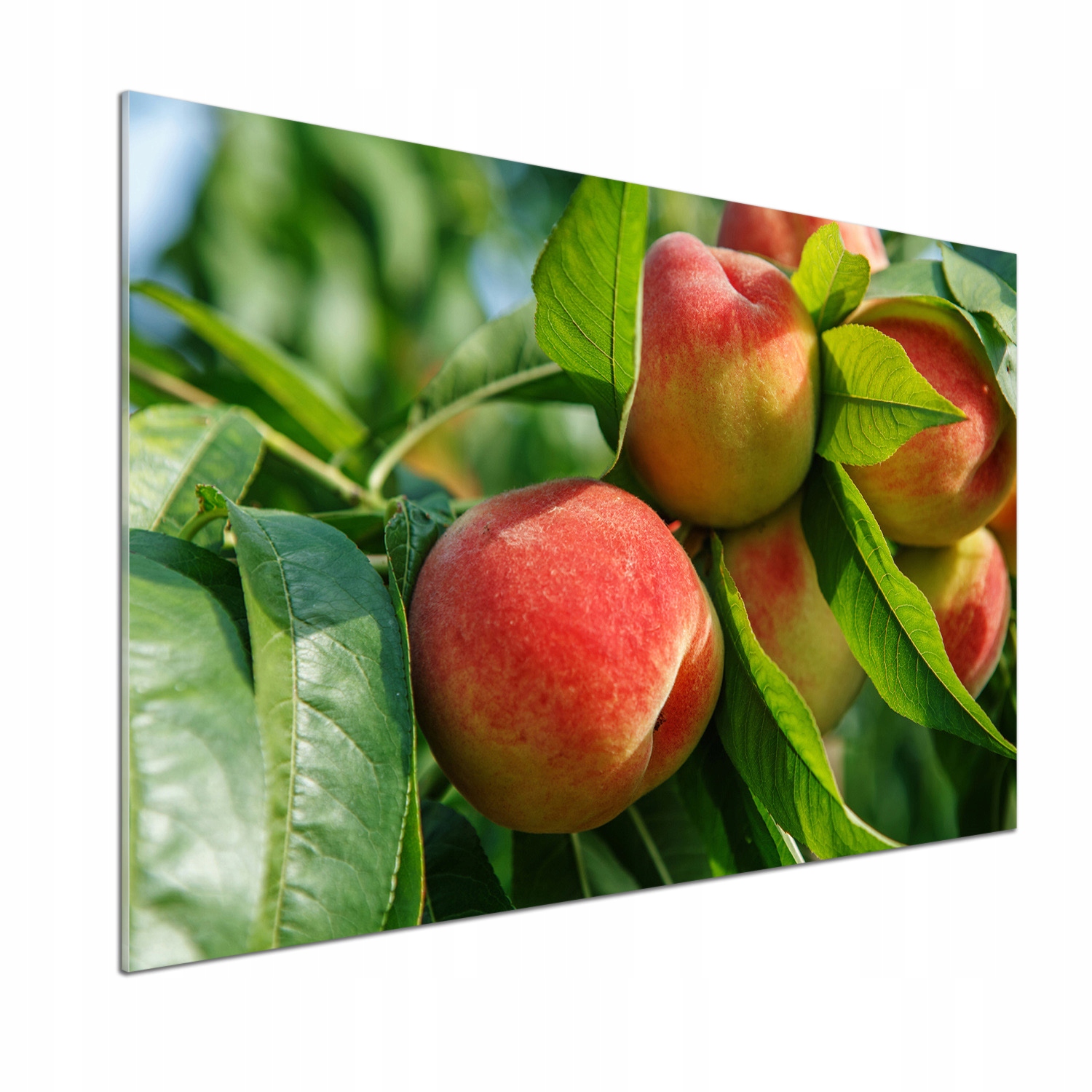 Dekoračný panel zo skla Broskyňa 100 x 70 cm Lepidlo