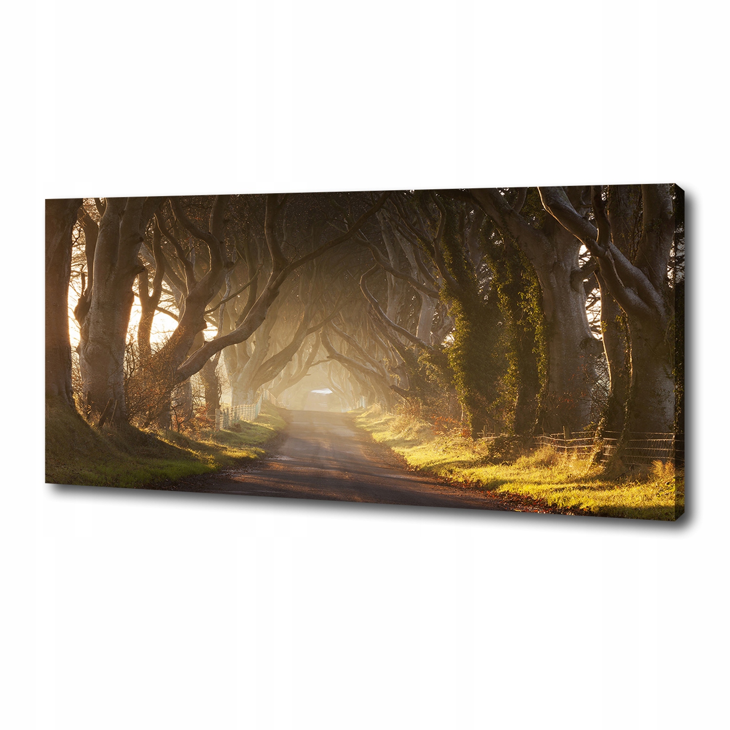 

Foto obraz duży na płótnie Mgła w lesie 125x50 cm
