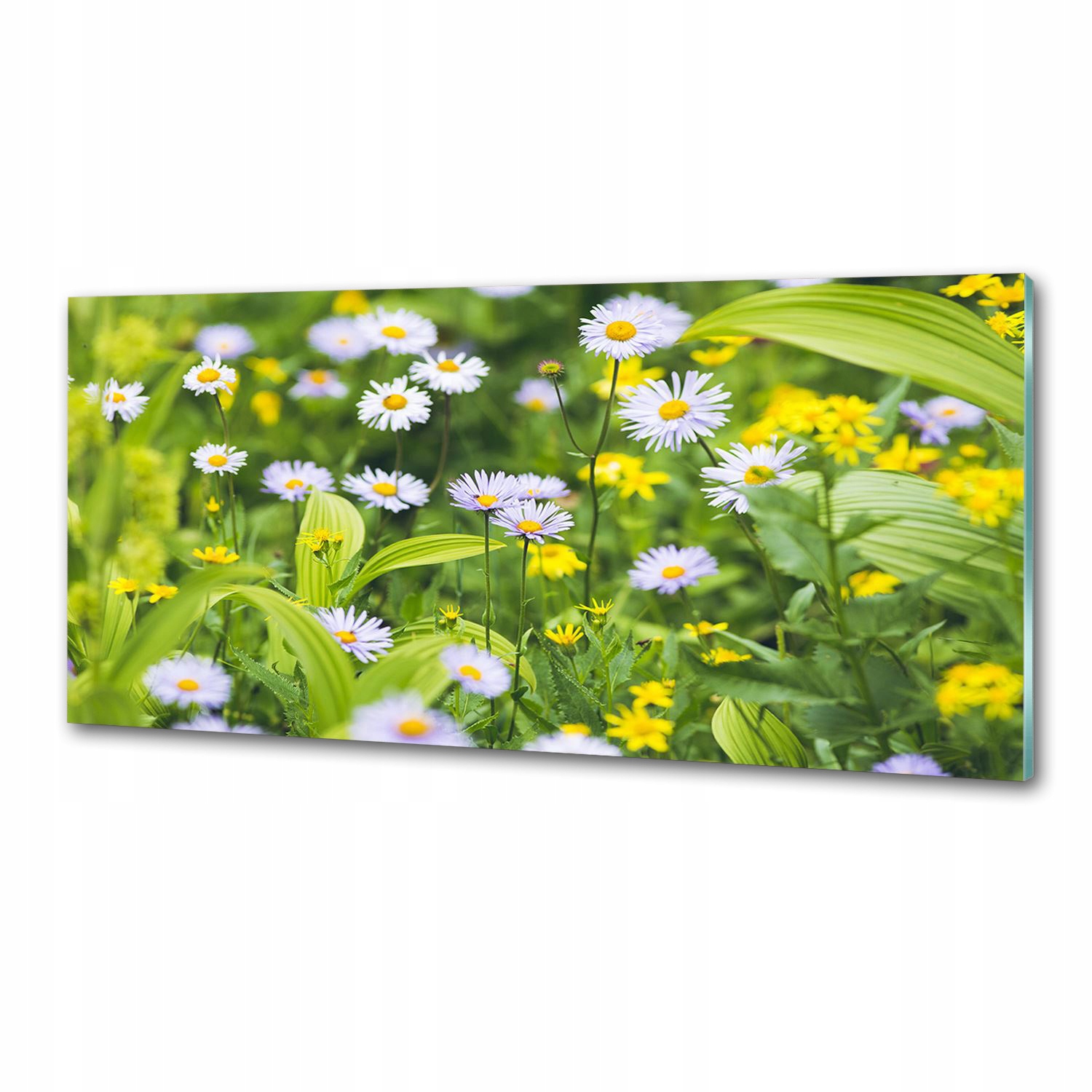 Panel medzi nábytkom v kuchyni Stokrotky 125x50 Lepidlo