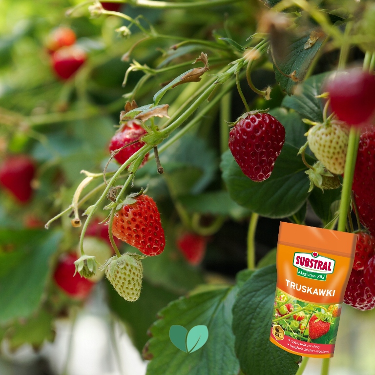 MAGICZNA SIŁA NAWÓZ DO TRUSKAWEK 350g SUBSTRAL Producent Substral