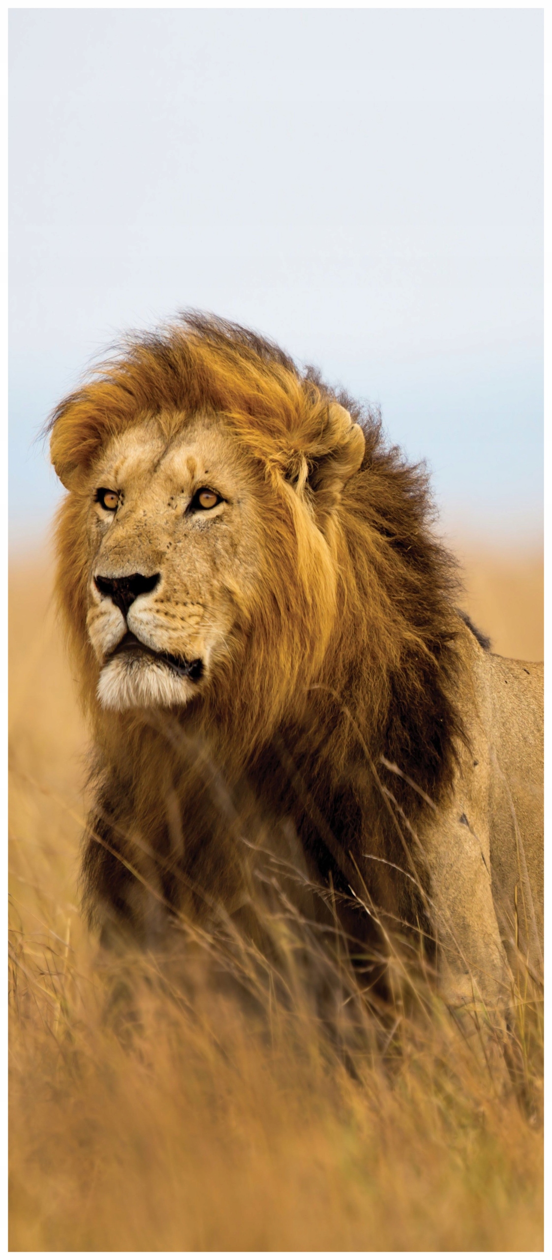 Samolepicí Samolepicí Fototapeta Lev Divoká Afrika u vás doma 91x211