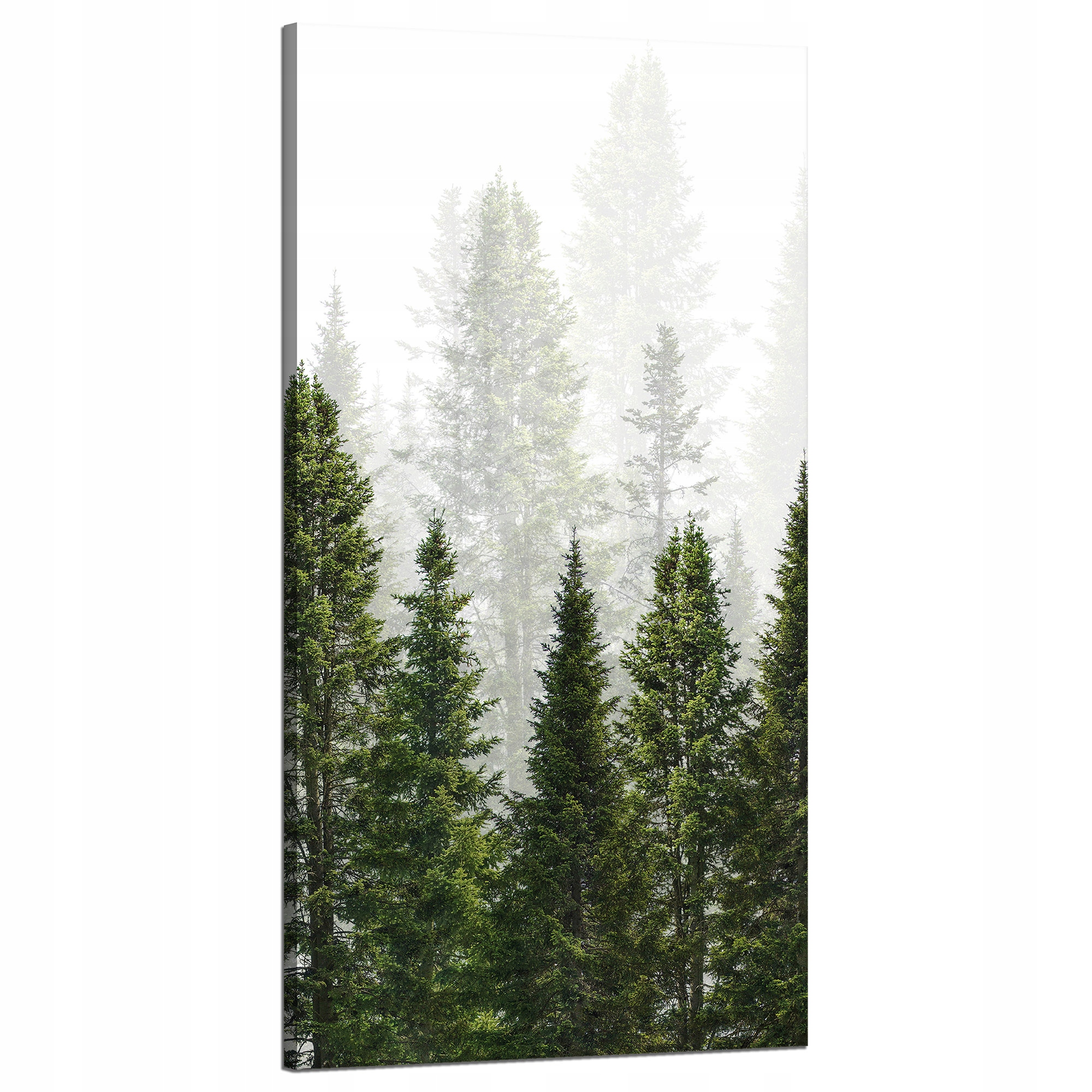 Obraz na plátně Dešťový les Příroda Stromy 60x120 cm