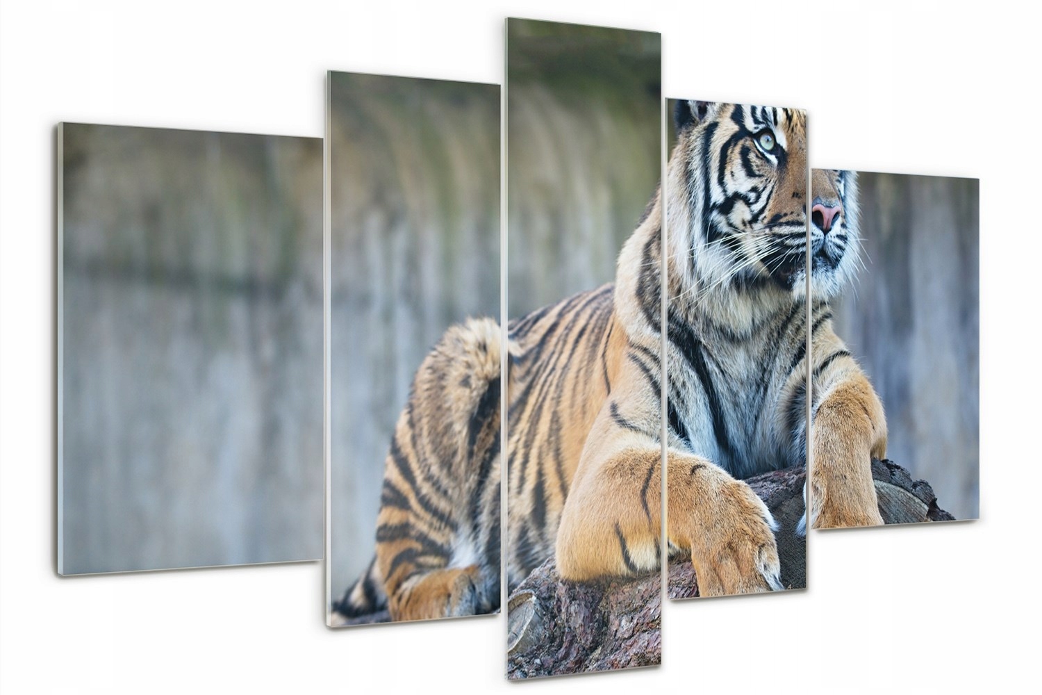 Foto Obraz skleněný polyptych moderní Tygr