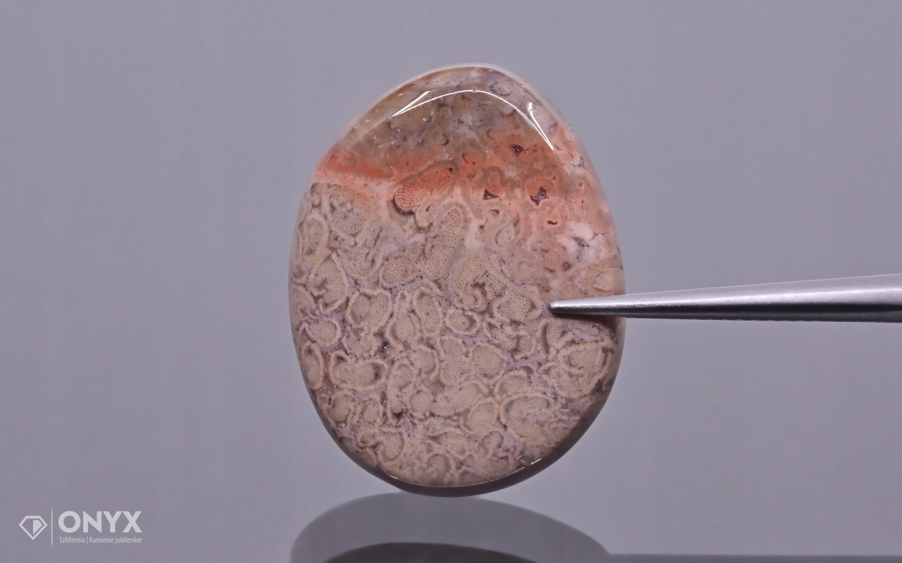 Zkamenělá dlaň konvexní nepravidelná dlažba 24,5x19,5 mm