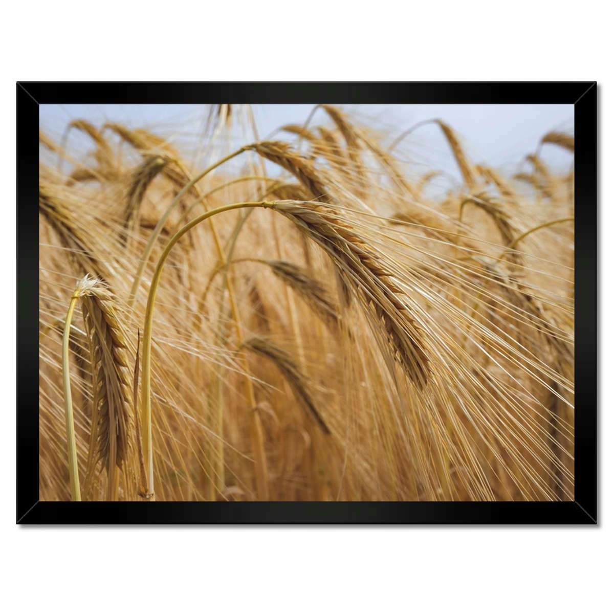 Plakáty v rámu 40x30 Klasy se zrny Obilí