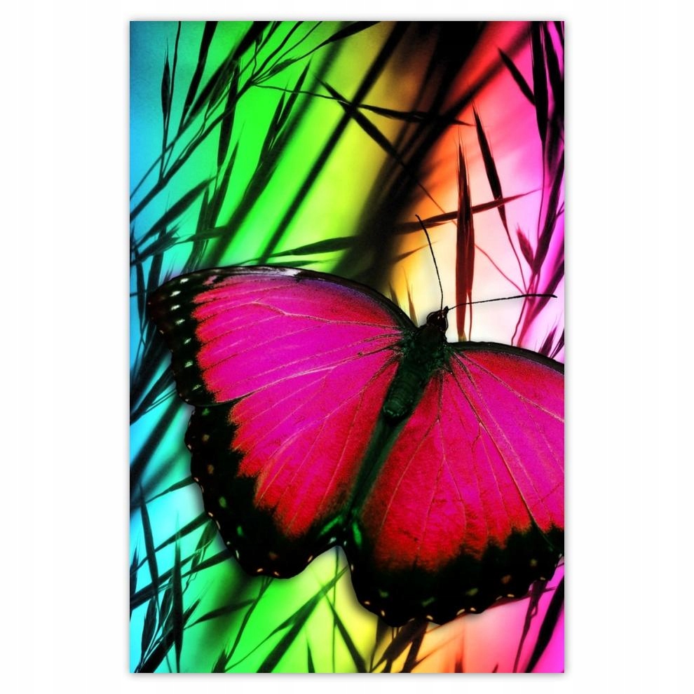 

Plakaty 40x60 Motyl