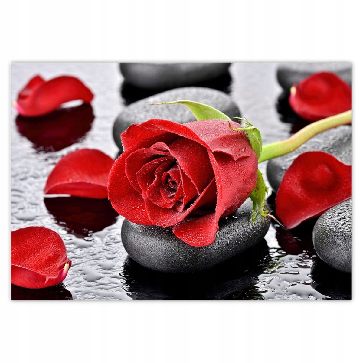 Fototapety 416x290 Červená ruža pre ňu