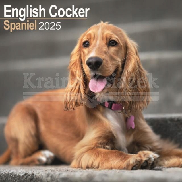 English Cocker Spaniel Calendar 2025 Square Dog Breed Wall Calendar - 16