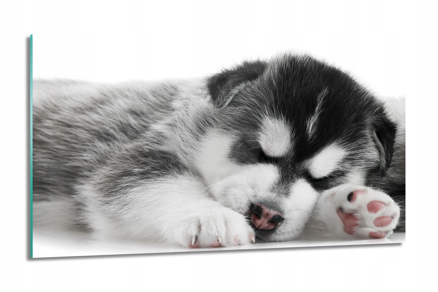 Husky štěně pes Skleněný obraz 100x60 grafika