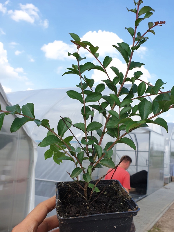 INDIAN LAGERSTROEMIA PINK DER AM LÄNGSTEN BLÜHENDE STRAUCH DER WELT Sämlingshöhe 15-20 cm