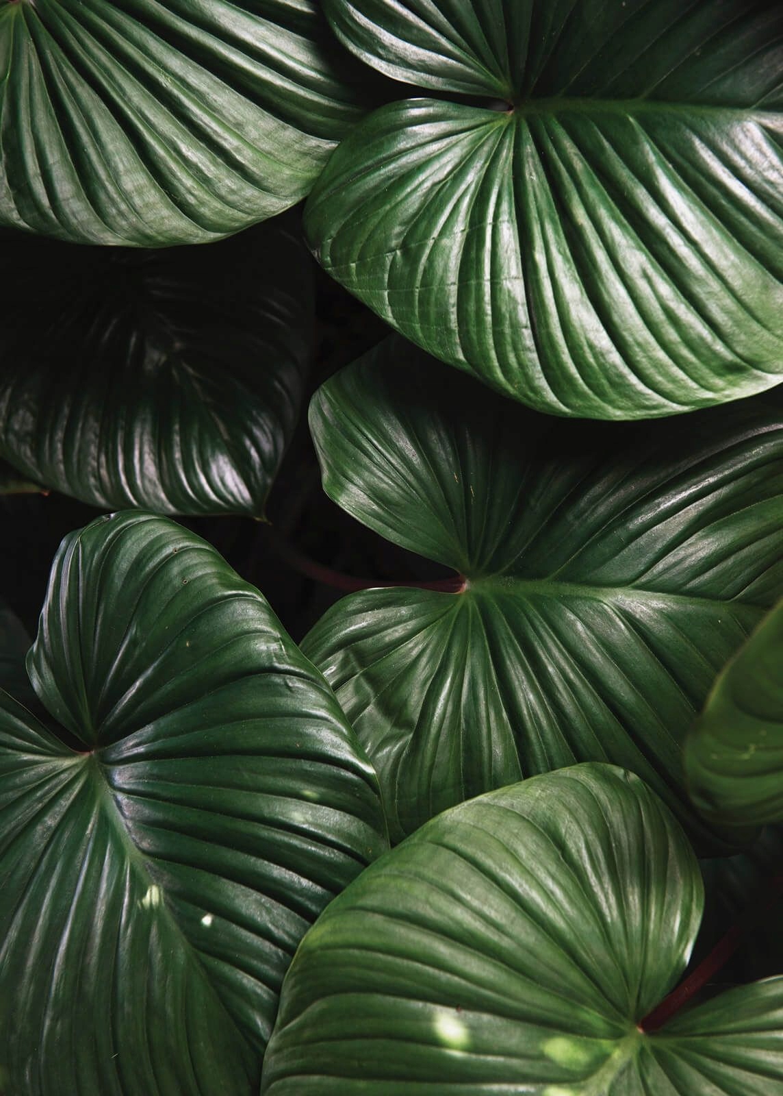 

Duży plakat Zielone Liście Monstera 50x70 cm