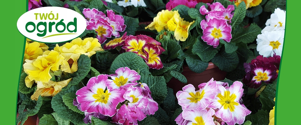 NAWÓZ DO KWIATÓW ROŚLIN KWITNĄCYCH 100G Forma kryształki, miał