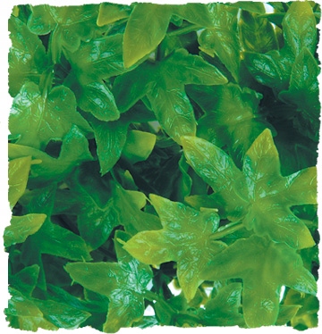 

Zoo Med Roślina dekoracyjna Congo Ivy Small