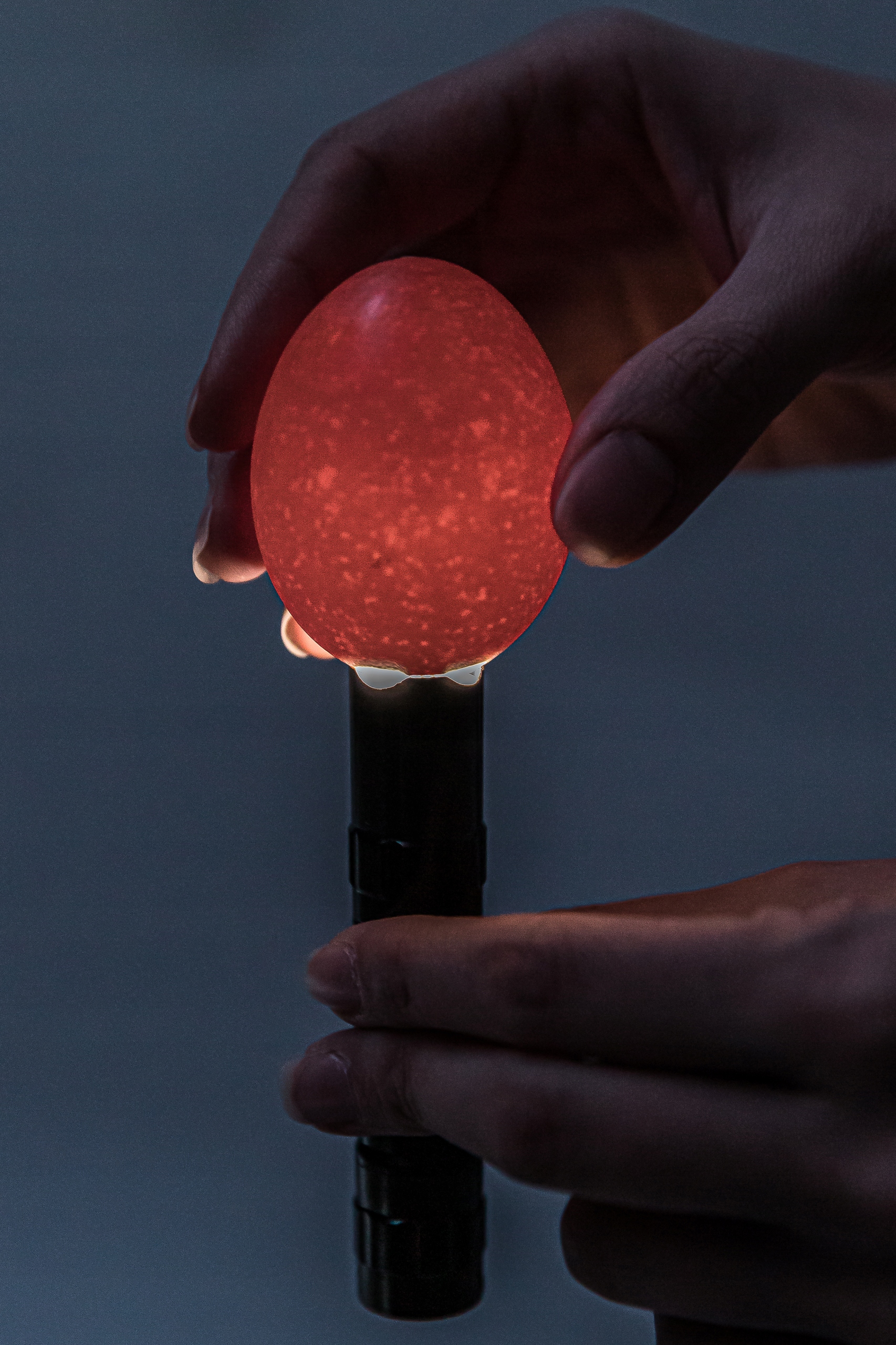 INKUBATOR KLUJNIK WYLĘGARKA JAJ WYLĘGU 35 JAJ Marka Linbox