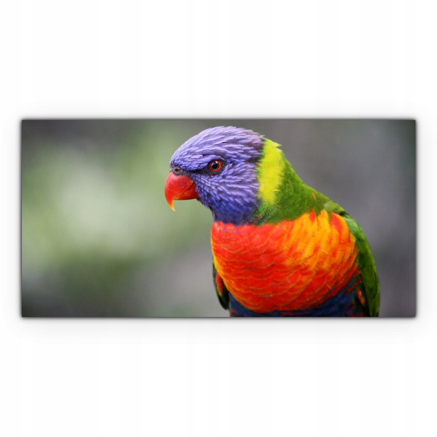 

Obraz płótno z foto 140x70 Papuga Tropiki Zwierzę