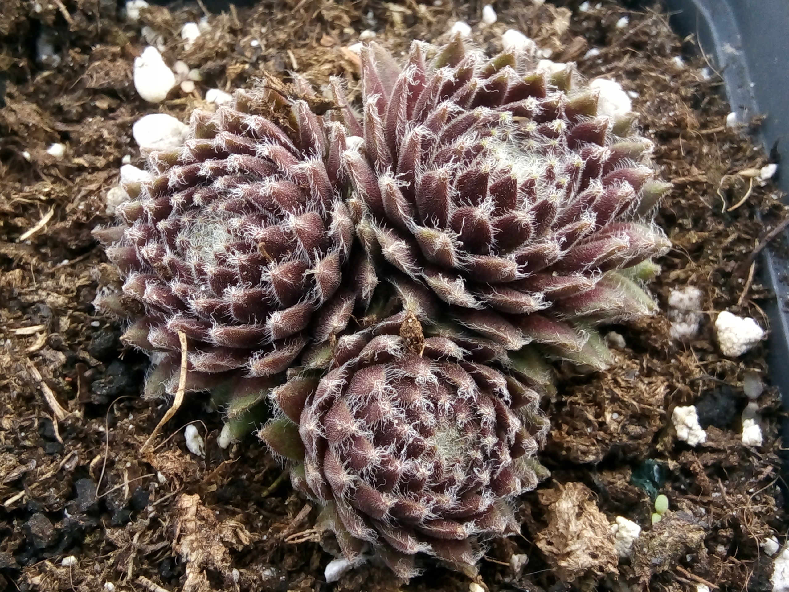 Rojnik 4 RUBRUM brązowy z meszkiem