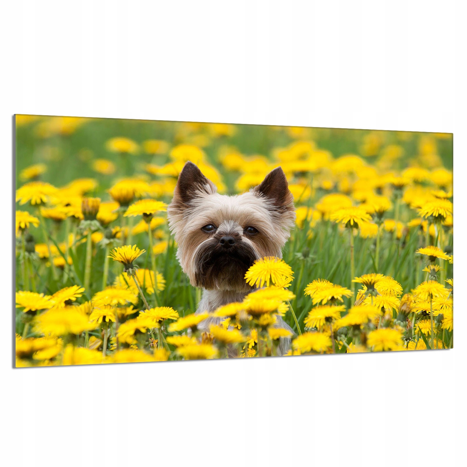 Skleněná ochranná deska na sporák 90x52 Pes do kuchyně