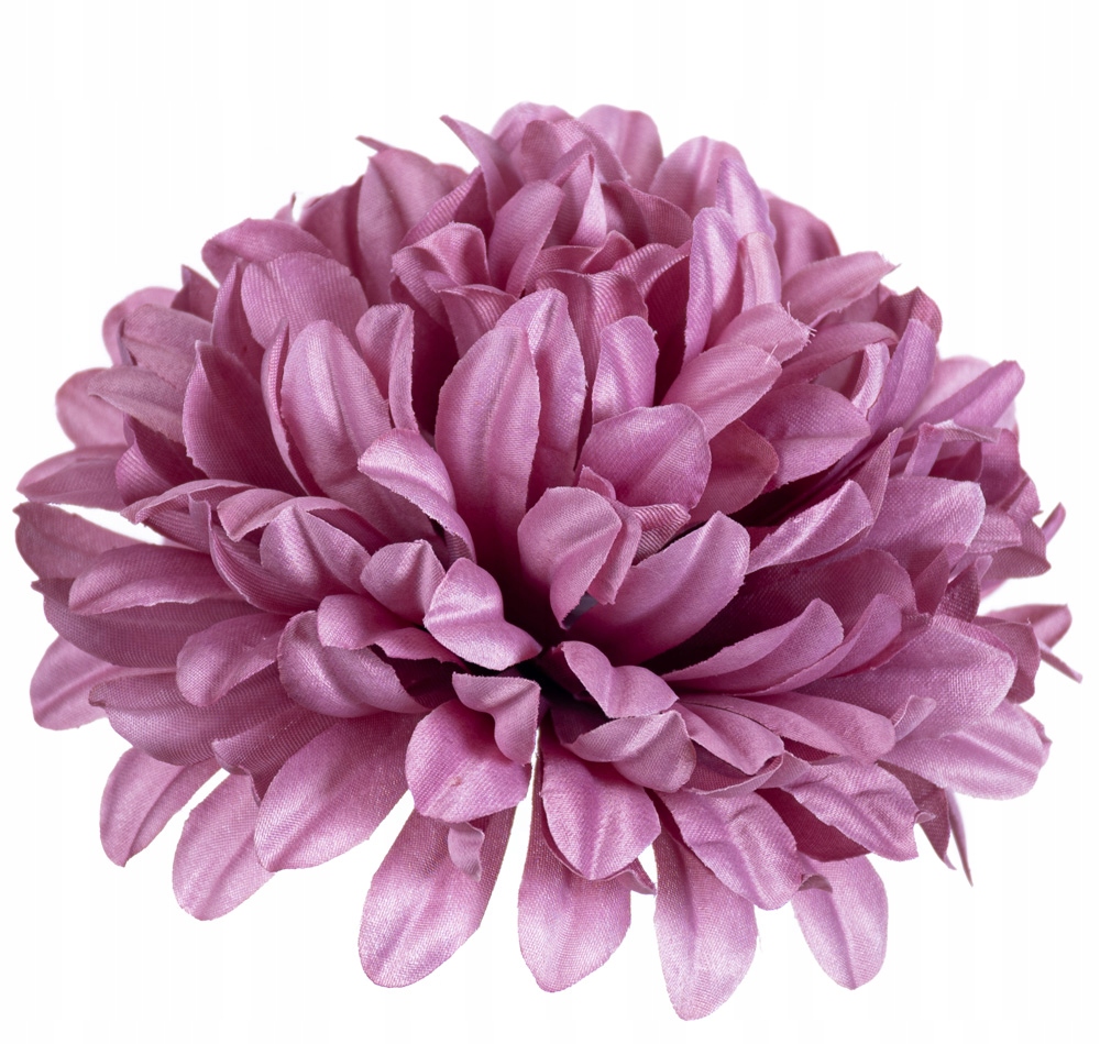 

Chryzantema satynowa główka wrzosowa wyrobowa