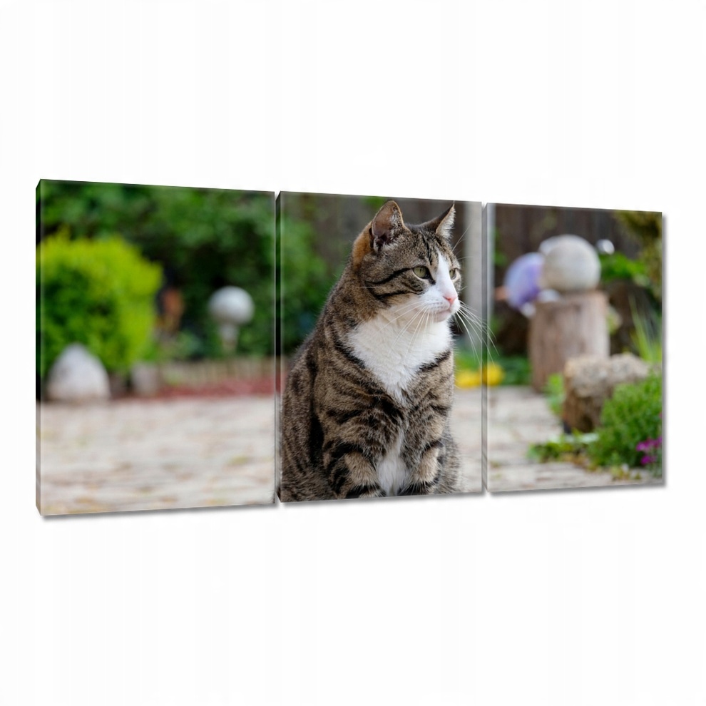 

Obrazy 120x60 Kotek Kotki Koty Kicia