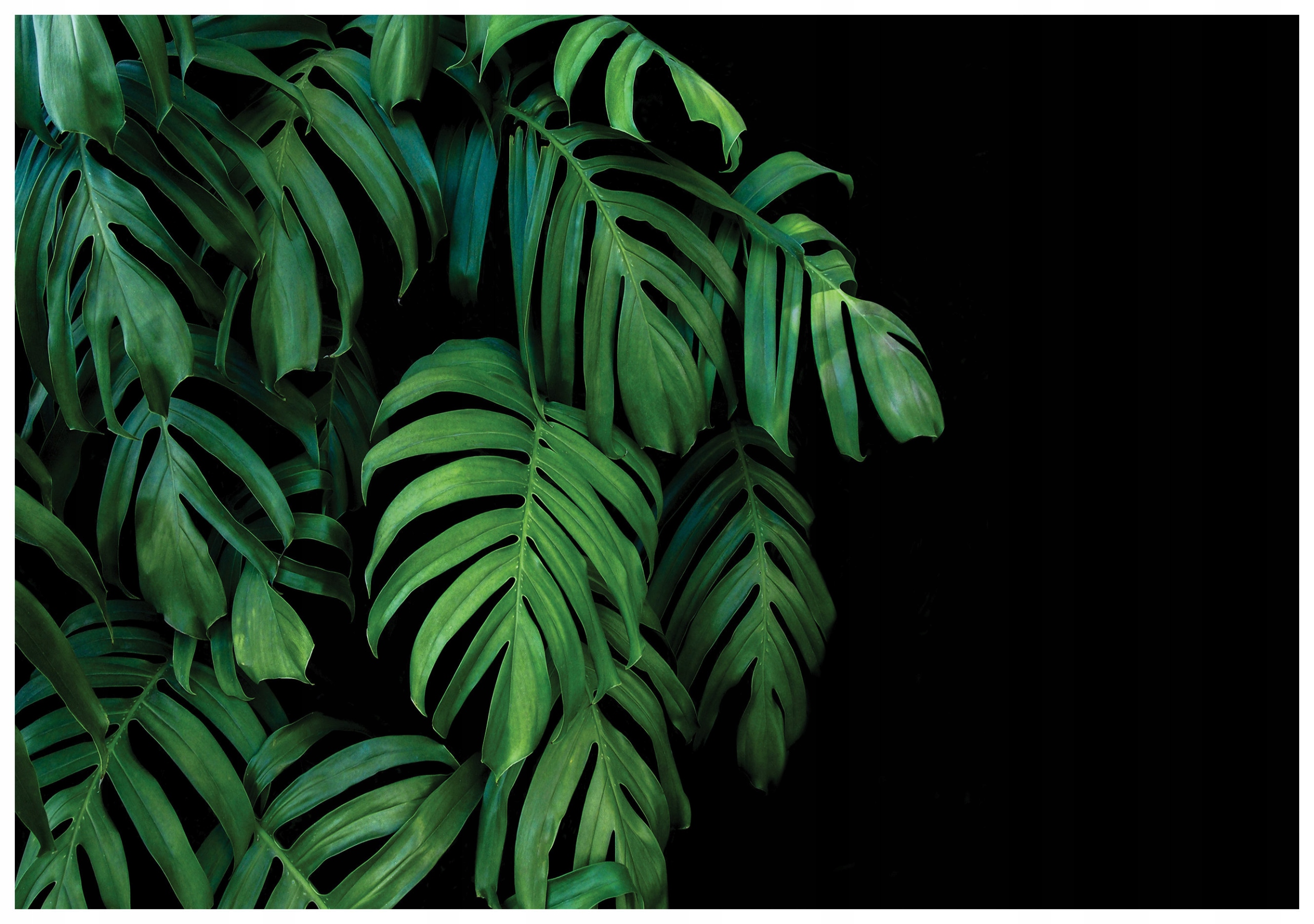 Fototapeta Monstera listy na černém pozadí botanika příroda 416x254 lepidlo