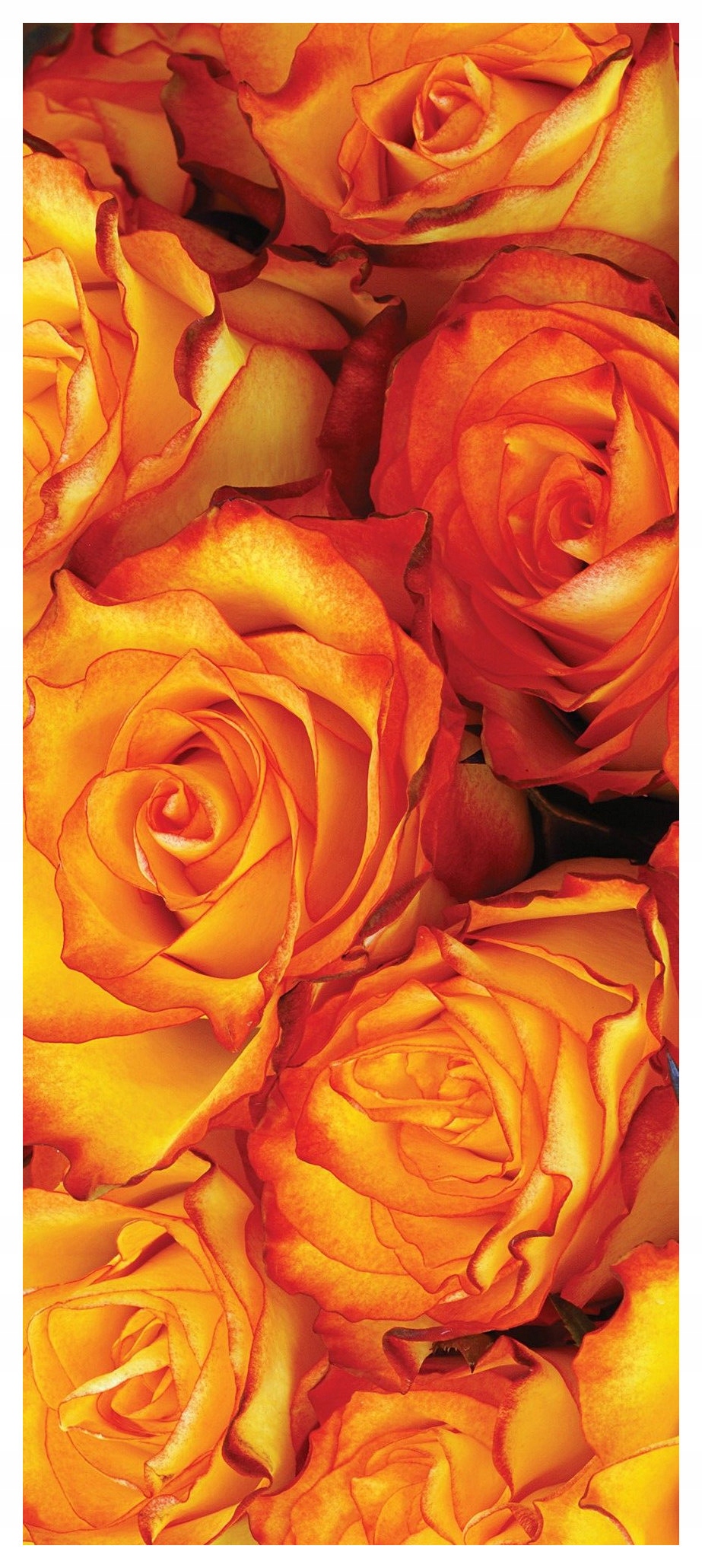 Samolepka Fototapeta Oranžové růže kvetoucí sluneční teplo 91x211