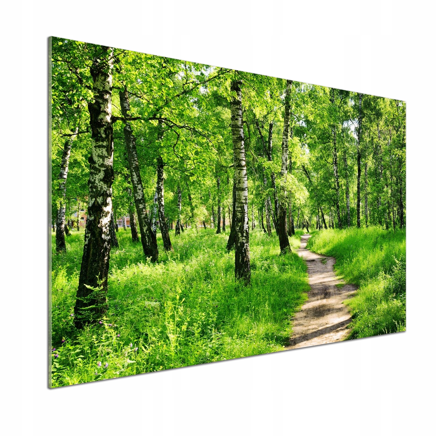 Dekoračný panel zo skla Brezový les 100 x 70 cm Lepidlo